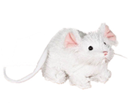 Webkinz Lil Kinz White Mouse Webkinz Lil Kinz White Mouse New with Unused Code Original Webkinz